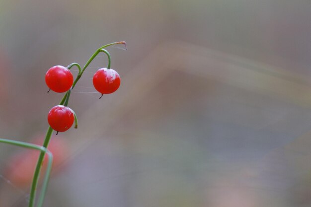 Einsame rote Beeren im Wald wachsen im Wald