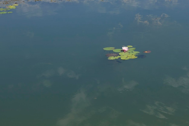 Einsame Seerose auf dem Spiegel des Teiches mit der Reflexion der Wolken