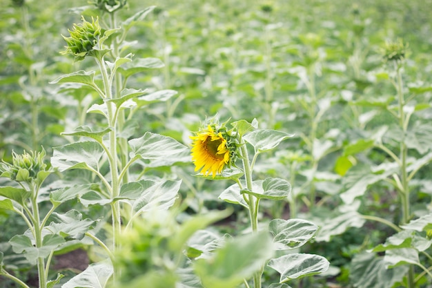 Einsame Sonnenblume auf dem Feld, das Konzept der landwirtschaftlichen Entwicklung, nicht reife Sonnenblume