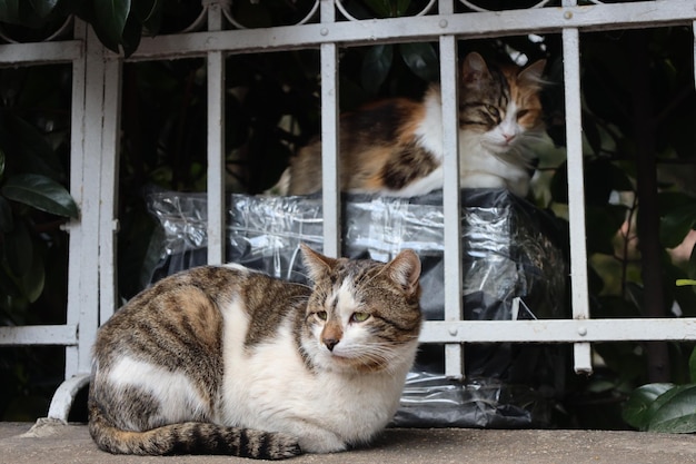 einsame und schöne streunende katzen