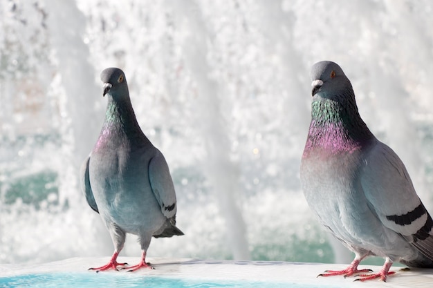 Einsame Vögel am Brunnen leben in städtischer Umgebung