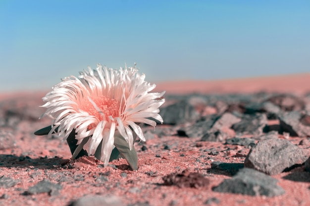 Einsame weiße Blume in der Wüste zwischen den Steinen. Afrika