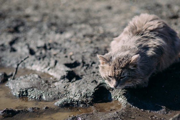 Einsame wilde obdachlose Katze, die herum schaut und auf der alten verlassenen hölzernen Gebäudeschwelle sitzt.