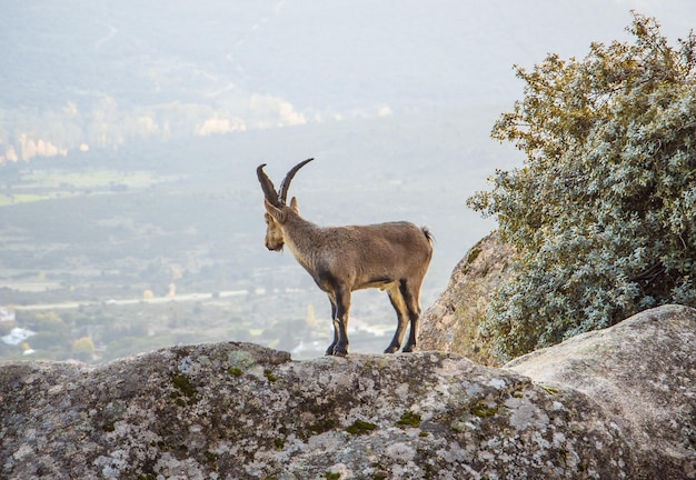 Einsame Ziege in La Pedriza Spanien