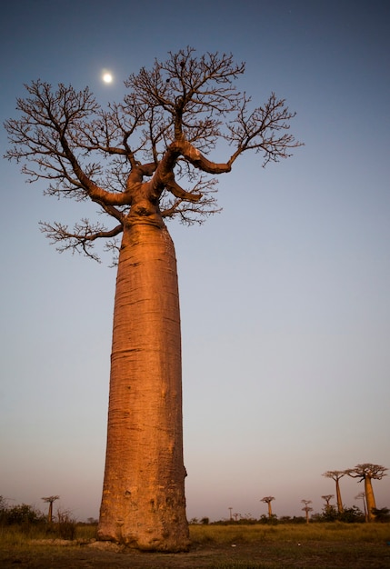 Einsamer Affenbrotbaum bei Sonnenuntergang mit dem Mond im Hintergrund in Madagaskar