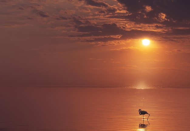 Einsamer afrikanischer Flamingovogel steht auf einem See gegen einen hellen goldenen Sonnenuntergang