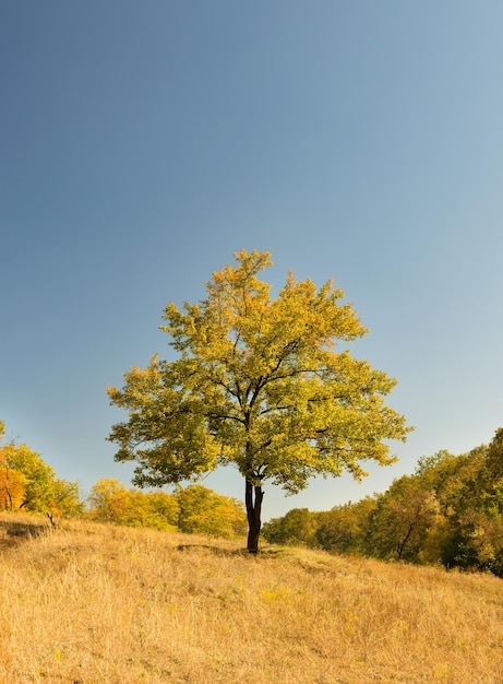 Einsamer Aprikosenbaum auf einer Sommerwiese mit trockenem Gras