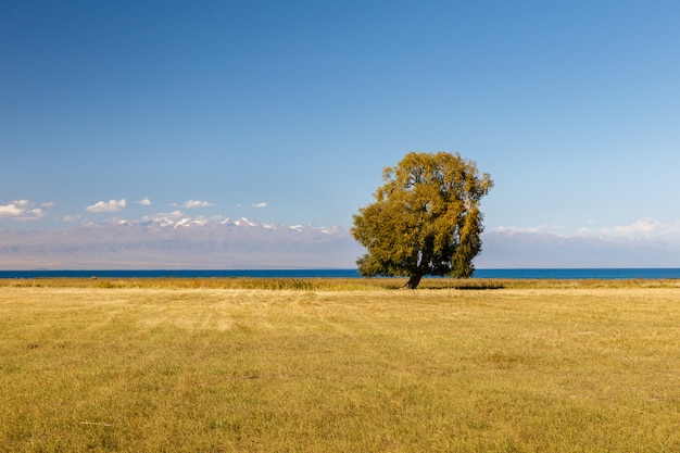 einsamer Baum am Issyk-kul-See, Baum am See