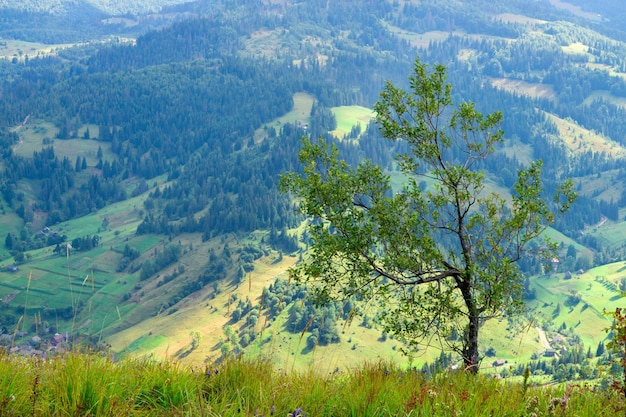 Einsamer Baum auf dem Berg in schöner Landschaft Horizontal getönt