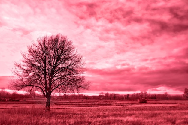 Einsamer Baum auf dem Feld im Herbst Viva magentafarbene Farbtonung