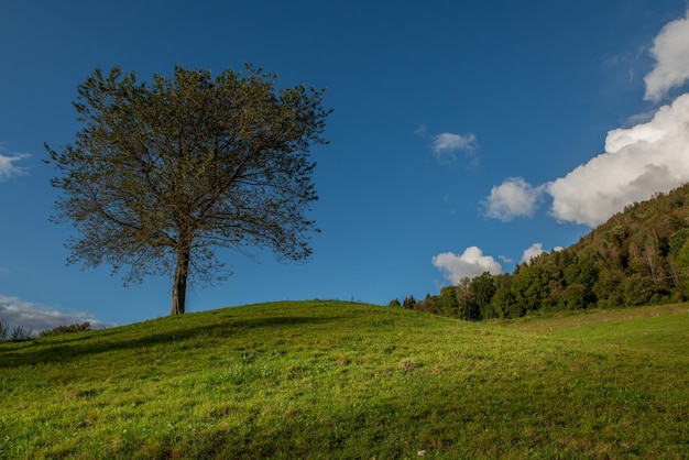 Einsamer Baum auf der Wiese