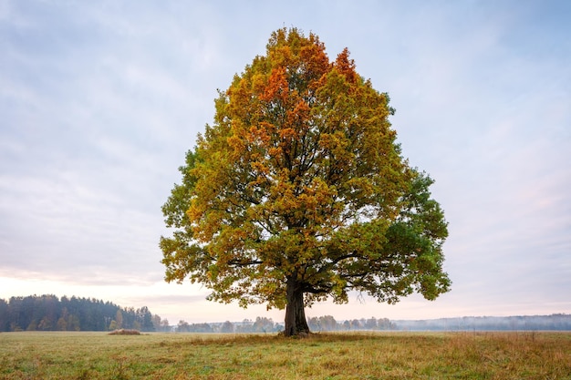 Foto einsamer baum auf einem feld herbstherbst und goldene farben