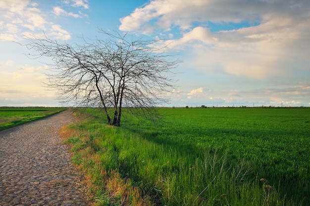 Einsamer Baum auf einem Feld mit grünem jungem Weizen und Straße. Schöne Landschaft. Zusammensetzung der Natur.