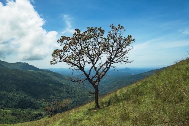 Einsamer Baum auf grasbewachsenem Hügel und blauem Himmel mit Wolken