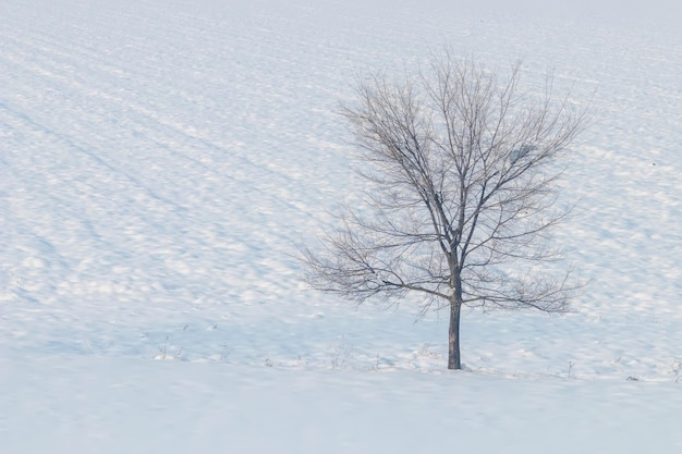 Einsamer Baum, der auf einem Feld mit Schnee steht Winterlandschaft.