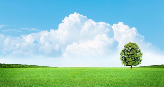 Einsamer Baum der grünen Wiese und blauer Himmel