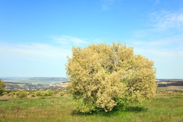 Einsamer Baum des Blütenfrühlings am Himmel