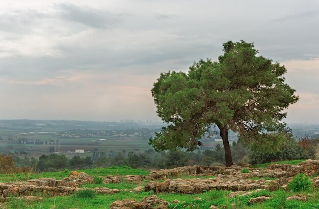 Einsamer Baum gegen den Himmel, Israel