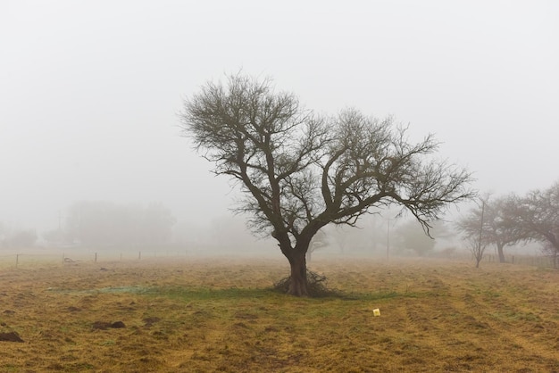 Einsamer Baum im dichten Nebel im Morgengrauen in der Pampa Landschaft La Pampa Provinz Patagonien Argentinien