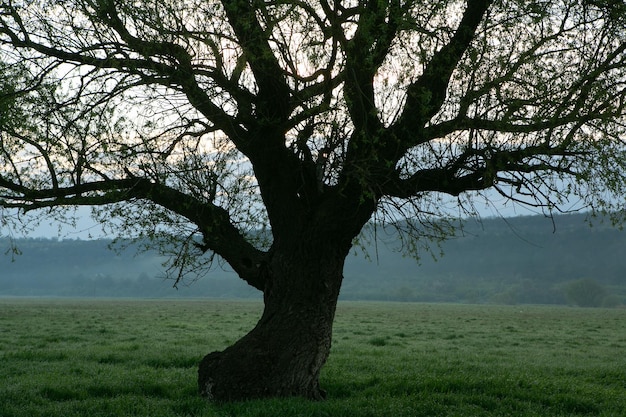 Einsamer Baum im Reisfeld mit Spiegelung im Wasser Großer Baum in einem grünen Feld bei Sonnenuntergang Beautif