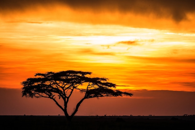 Einsamer Baum in der Savanne vor dem Hintergrund eines atemberaubenden Sonnenuntergangs. Klassischer afrikanischer Sonnenuntergang. Ostafrika.