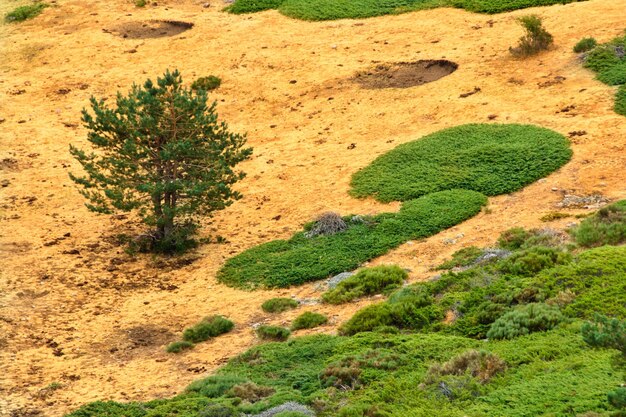 Einsamer Baum in einer Landschaft aus trockenen Gräsern und grünen Büschen, in der Sierra de Guadarrama, Madrid, Spanien