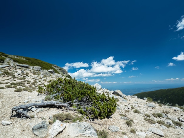 Einsamer Baum lehnte sich auf Felsen