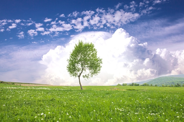 Einsamer Baum über großen Wolken am blauen Himmel. Ruhige Landschaft