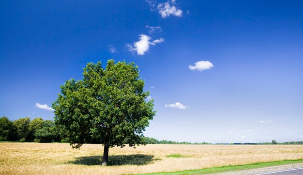 einsamer Baum wächst auf einem Feld