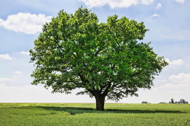 einsamer Baum wächst auf einem Feld