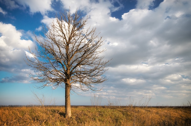 Einsamer Baum. Zusammensetzung der Natur.