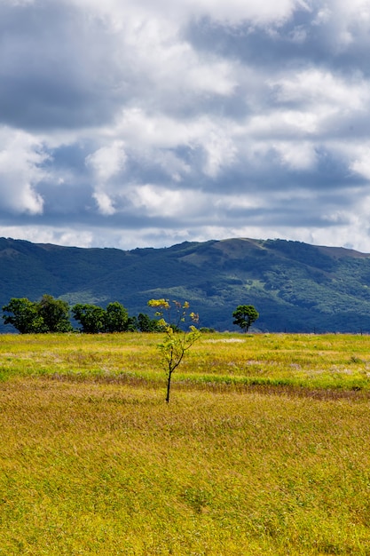 Einsamer Baum zwischen gelben und grünen Hügeln und Wiesen und bewölktem blauem Himmel