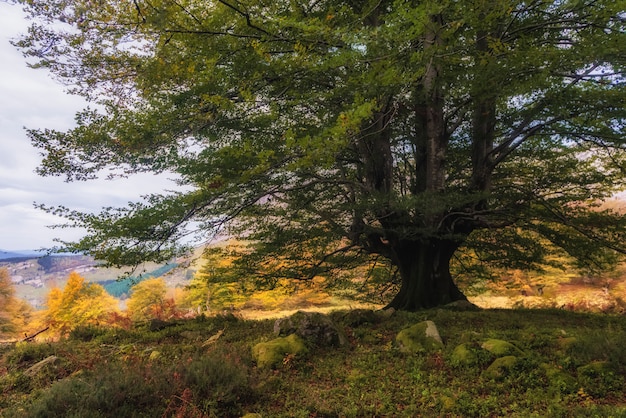 Einsamer Baum