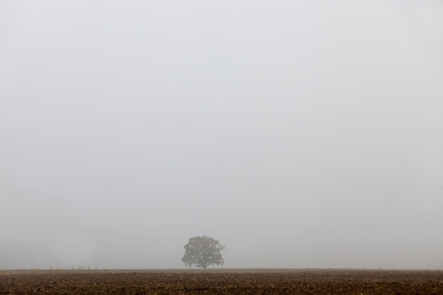 Einsamer Baum