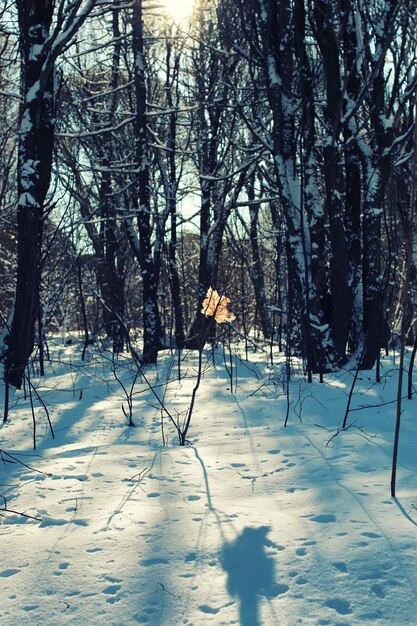 Einsamer Blattwald auf Winterbaum