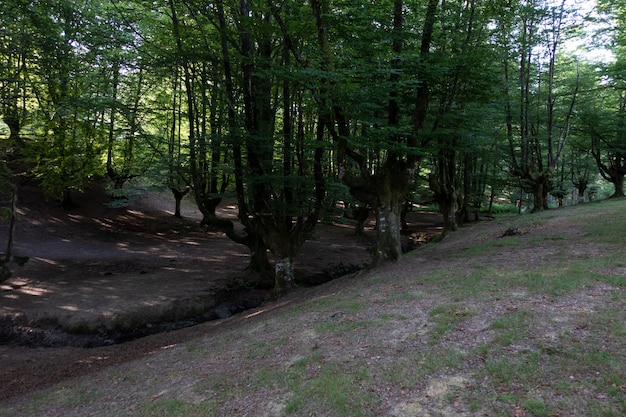 Foto einsamer buchenwald in nordspanien mit flussüberquerung