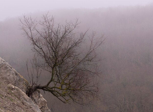 Einsamer dunkler Baum in der Nebelgotik