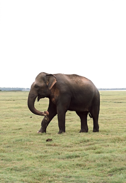 Einsamer Elefant in der Savanne