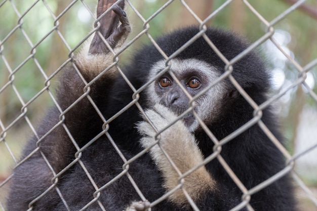 Einsamer Gibbon hinter dem Käfig im Park