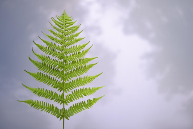 Einsamer grüner Baum Bewölktes Wetter Kopieren Sie Platz