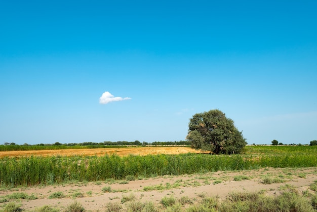 Einsamer grüner Baum im Feld