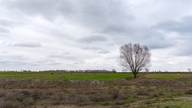 Einsamer kahler Baum auf einem Farmfeld