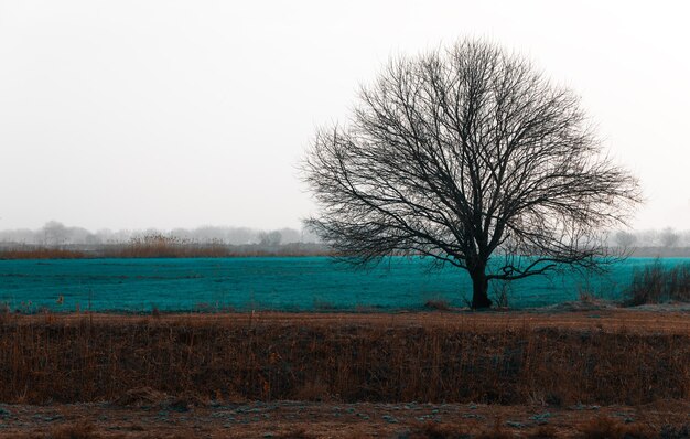 Einsamer kahler Baum im Feld