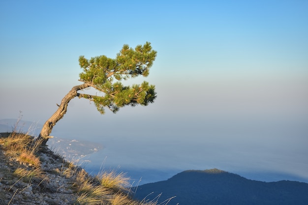 Einsamer Kiefernfelsen, Baumberg, Kiefer auf der Klippe