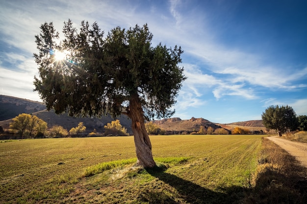 Einsamer krummer Baum auf dem Feld, mit der Sonne, die durch die Zweige und blauen Himmel mit Wolken aufgeht. Spanien.