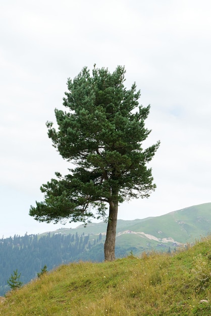 Einsamer Nadelbaum in den Bergen