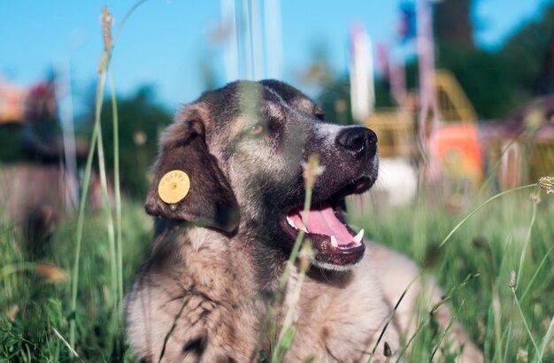 Einsamer obdachloser Hund im Freien im Gras