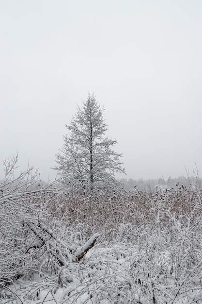 Einsamer Schneebaum auf einem Wintergebiet, Winterlandschaft