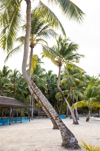 Einsamer Strand auf der Insel Saona La Romana Dominikanische Republik