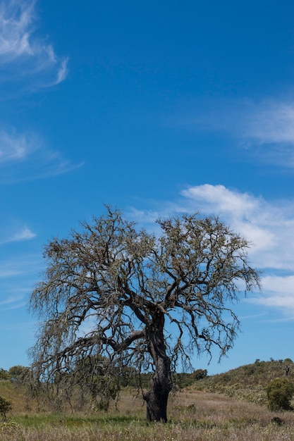 Einsamer toter Baum